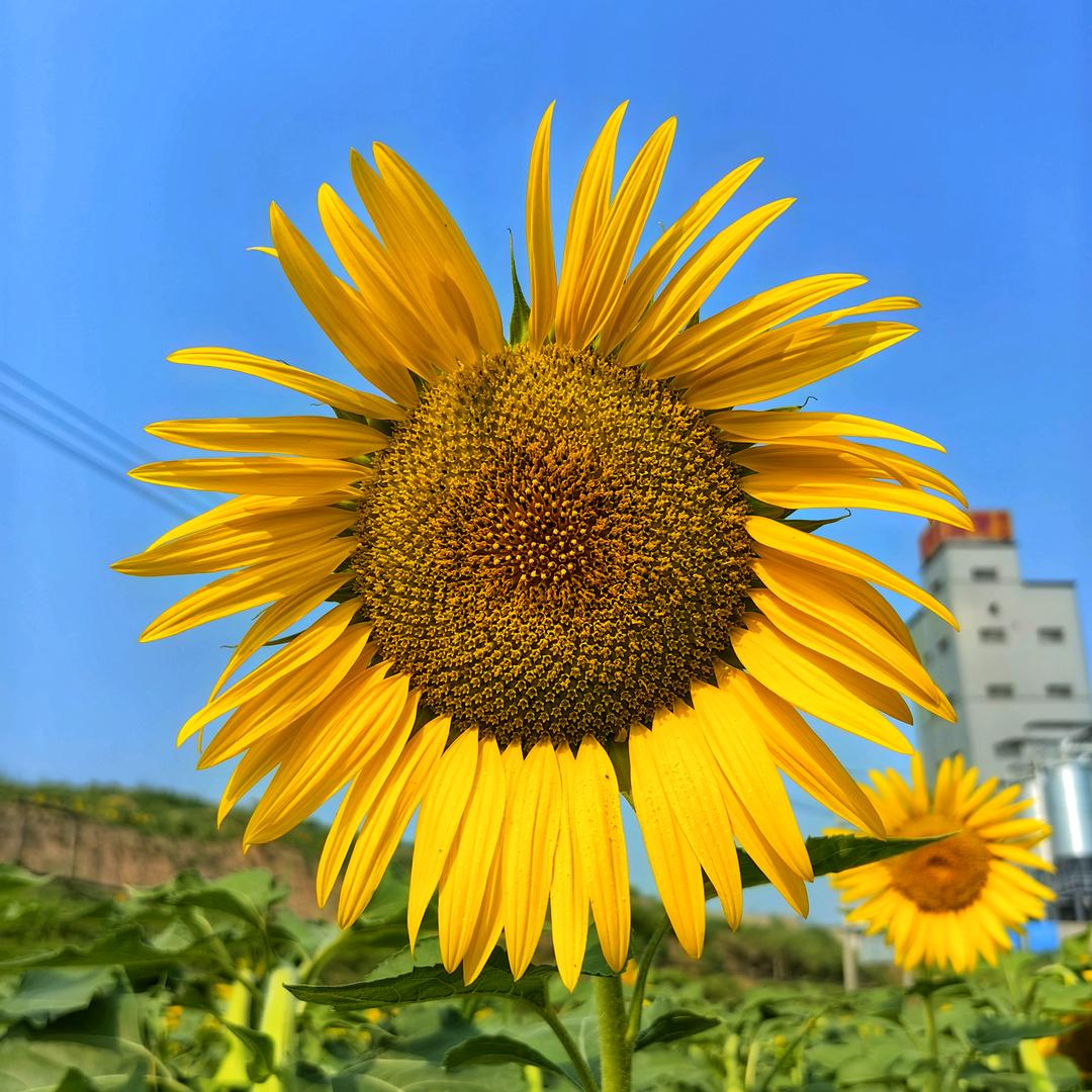 小眼睛的帅帅（小胖手柄）