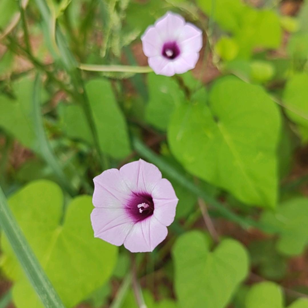 那个她（晚上7点30直播）