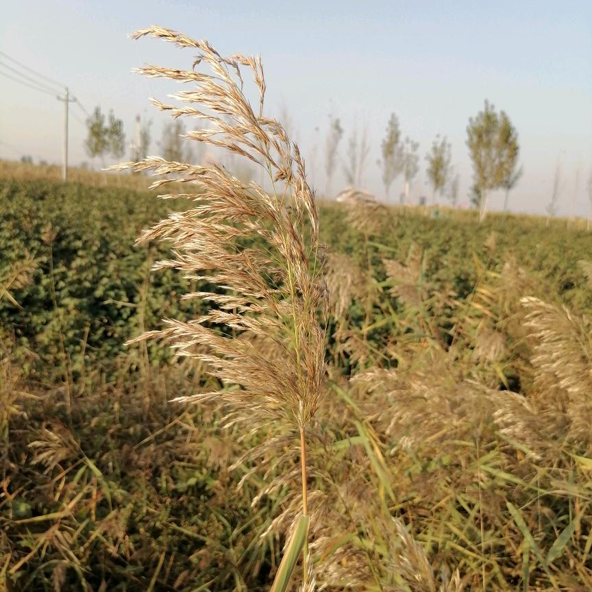 情叔（不定时直播）