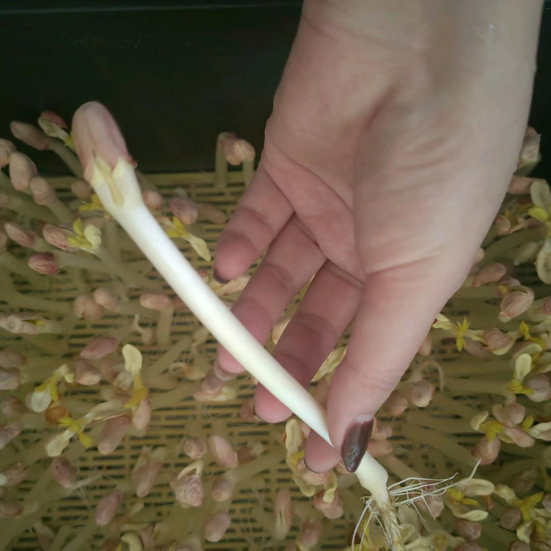 花花花生芽苗菜