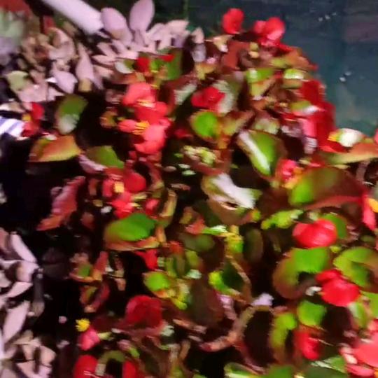 爱花爱草