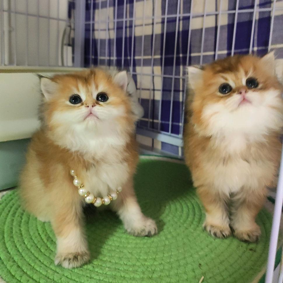 薛 之缘 🐱