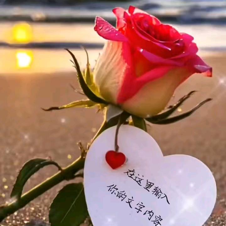 red rose