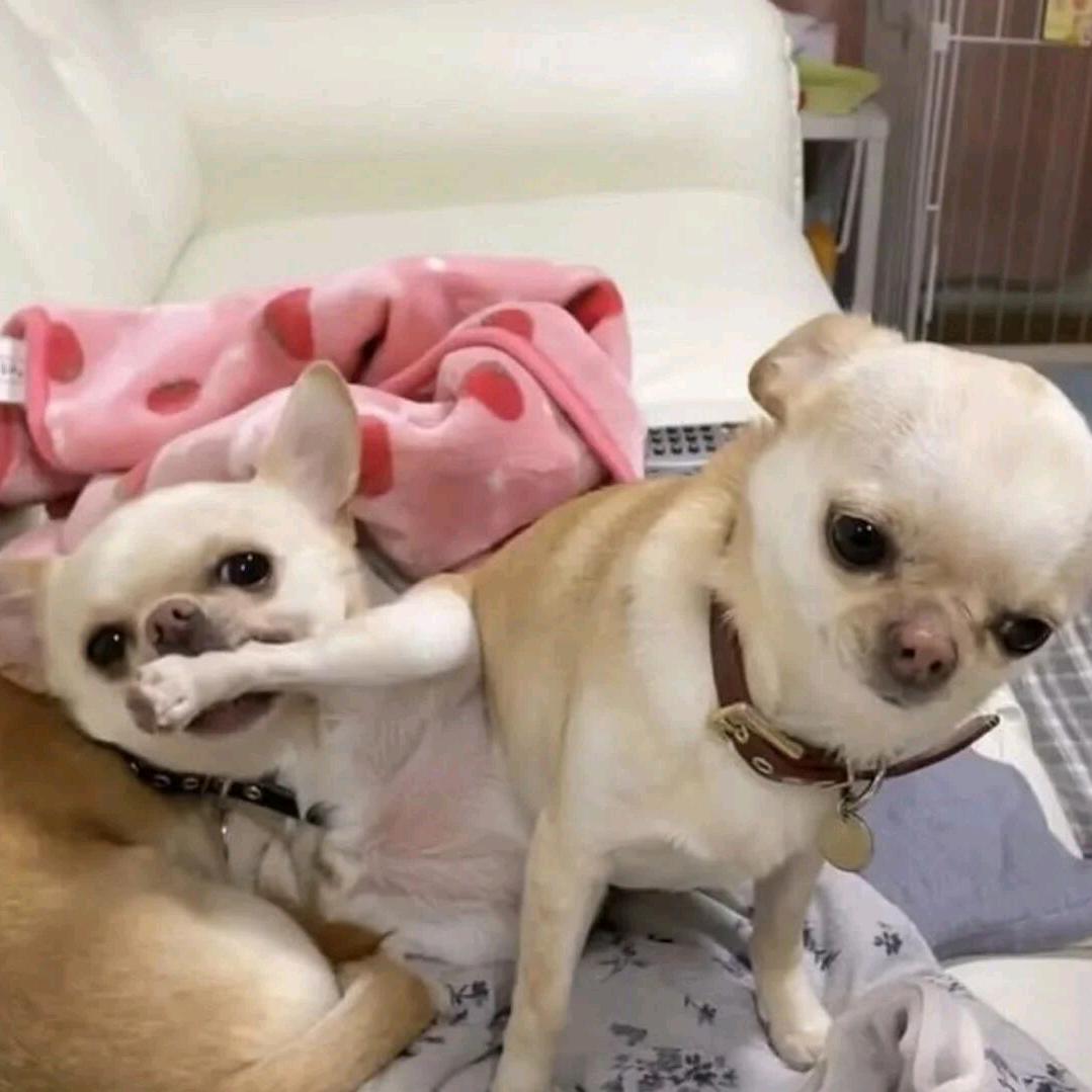 小羊西妞