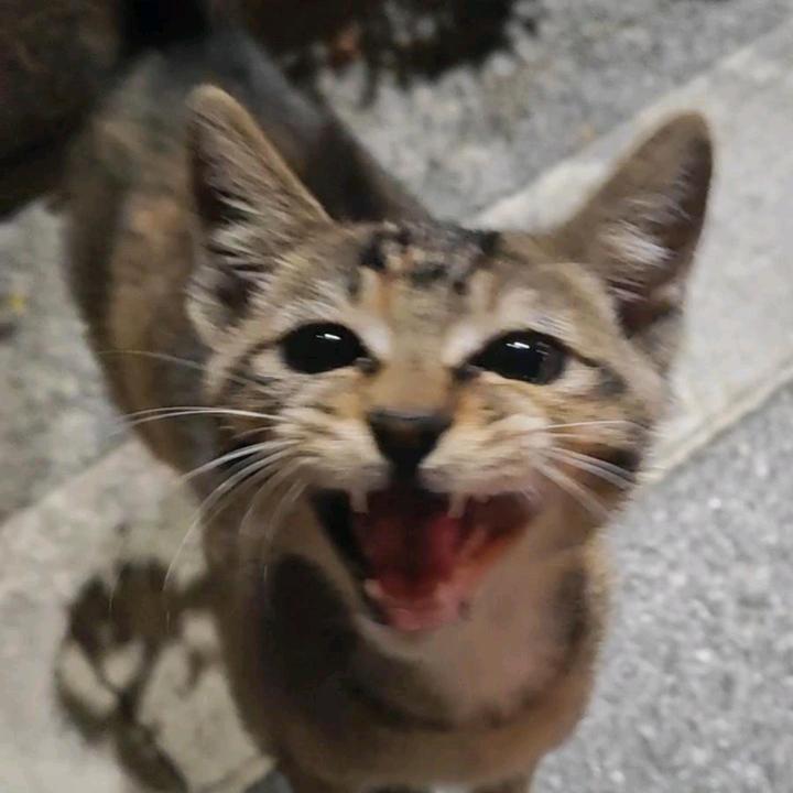 碰瓷专家三花酱