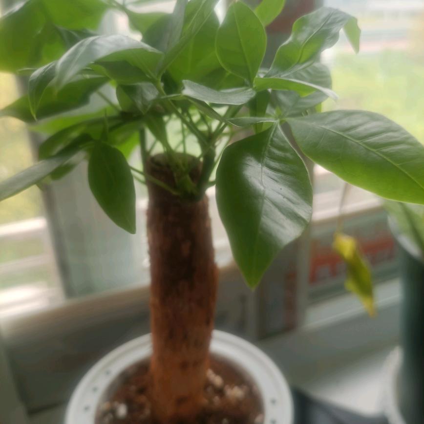 愿做菩萨那朵莲