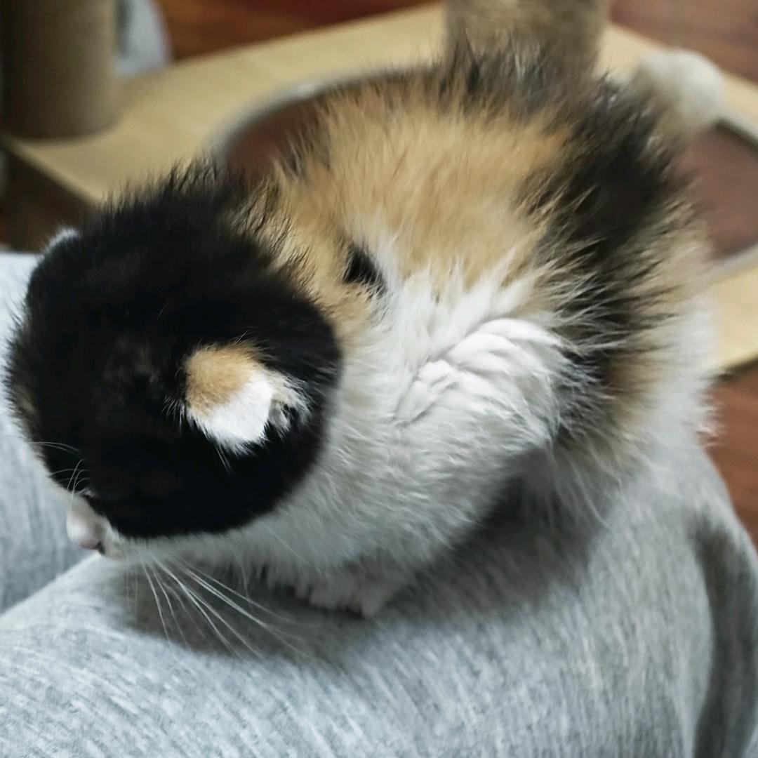 肥猫夏夏