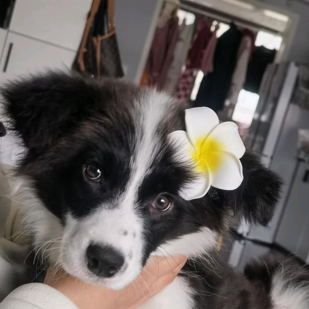 巧克力味的糖豆