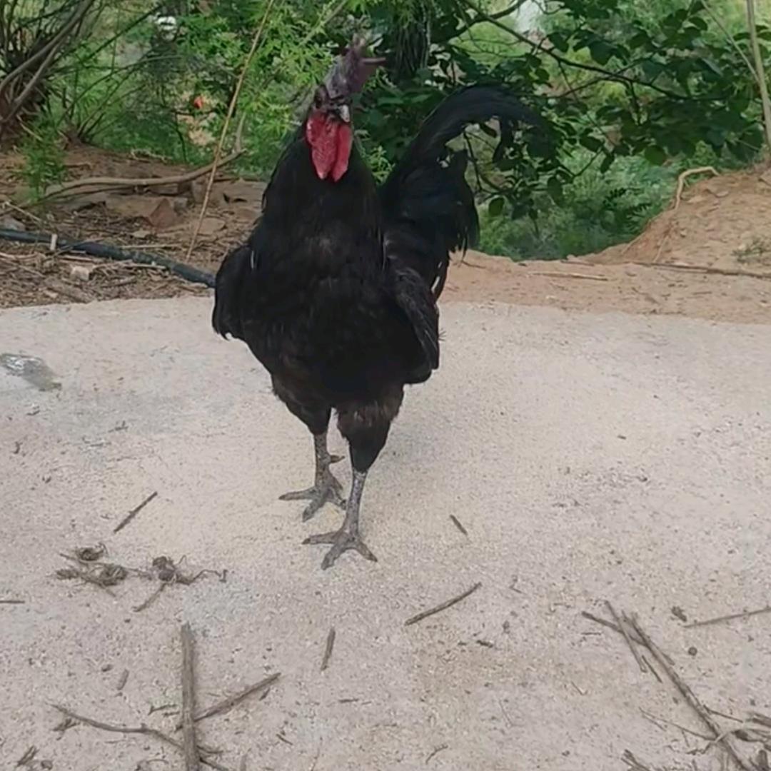 涉县蛋仔小屋家庭农场