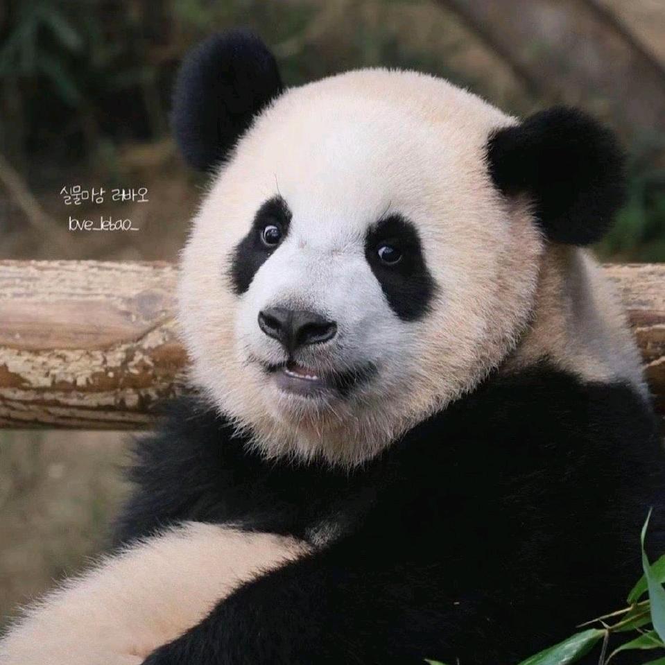 小不嘉