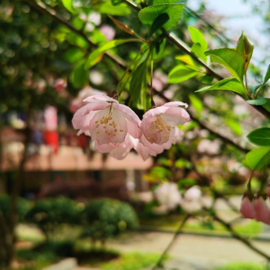 欣月