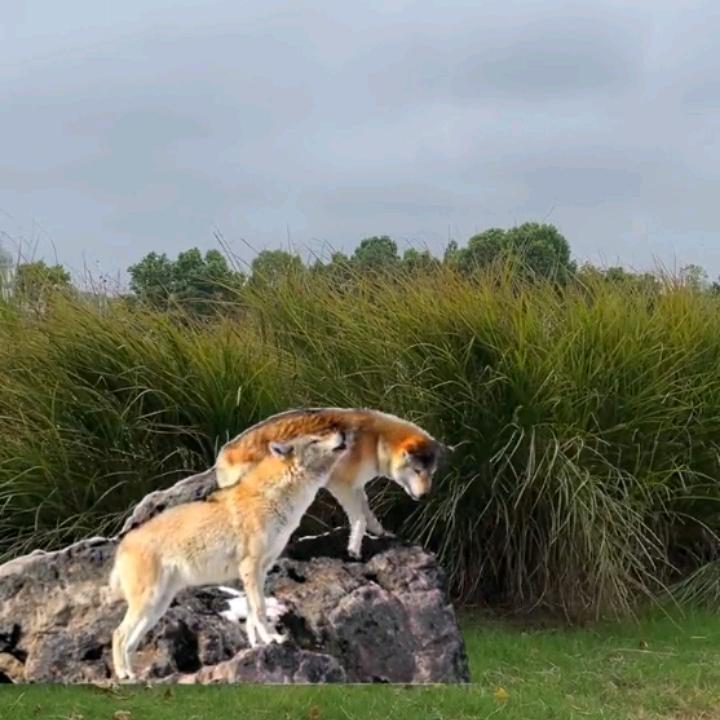 战狼