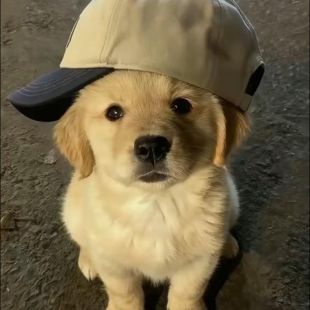 伤心皮蛋瘦肉粥