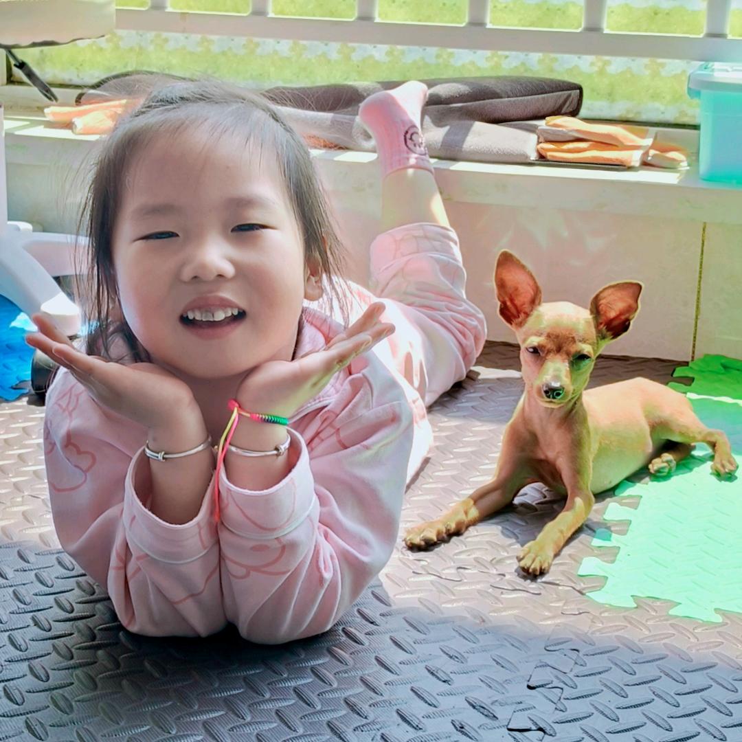 米兜的小鹿犬元宝
