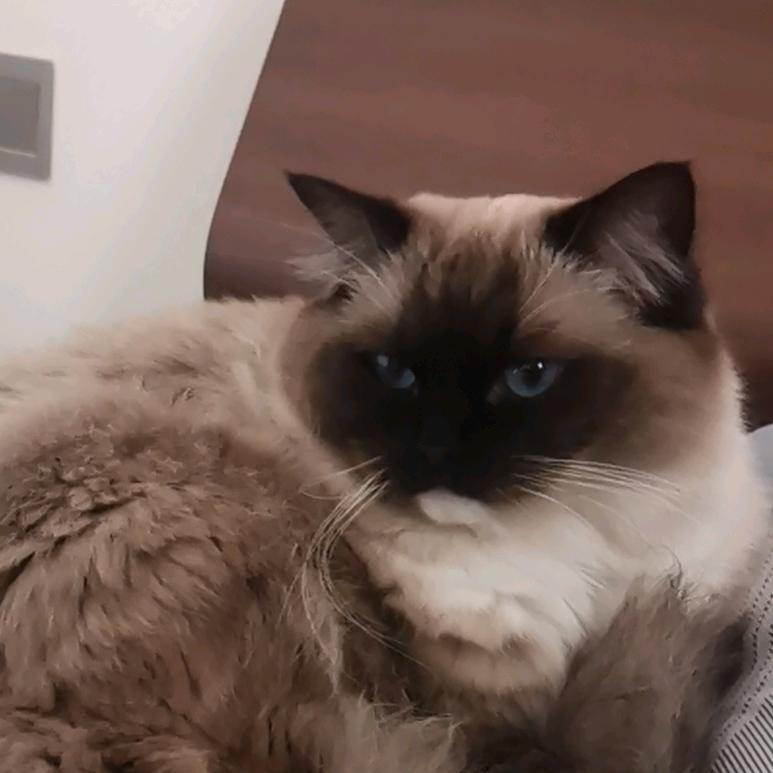 跃动小子开箱工作室