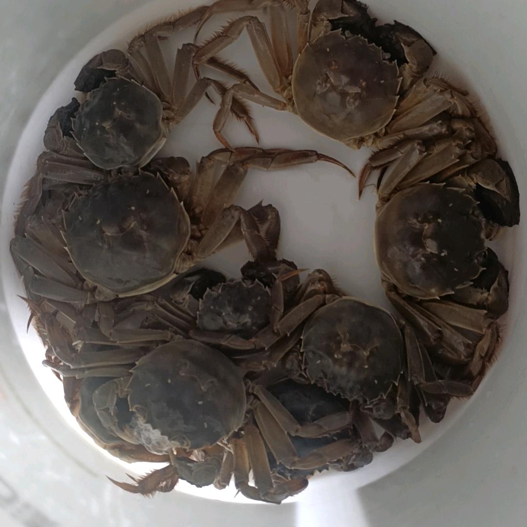 退伍军人养蟹哥