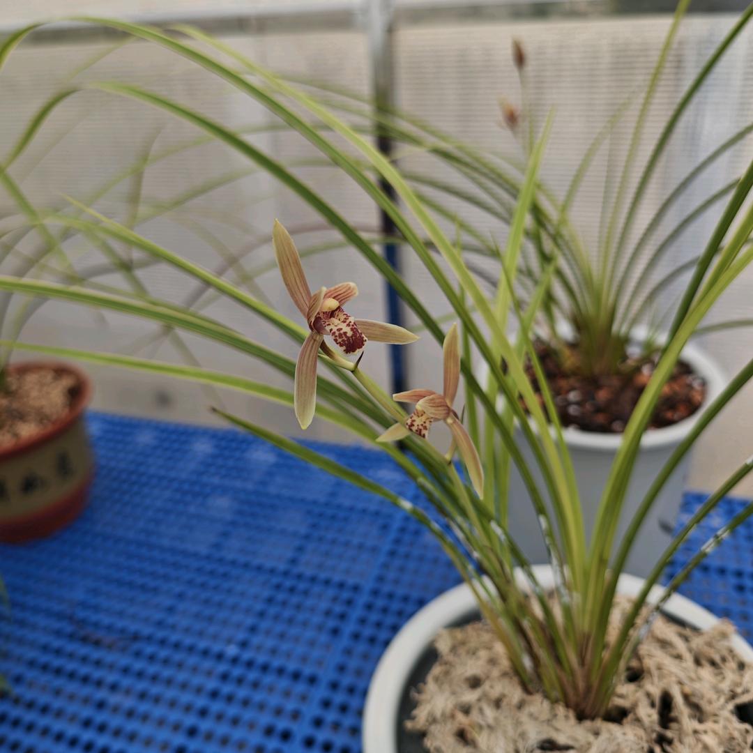 南山幽兰（花洒）