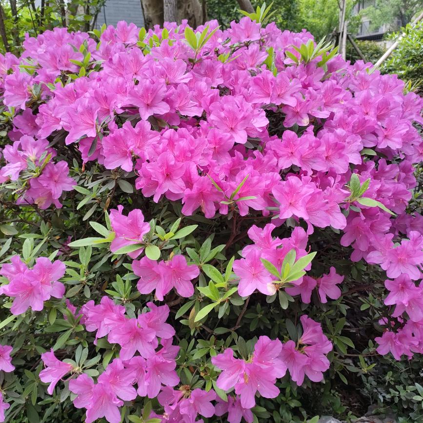 如初相见(小海星)17群