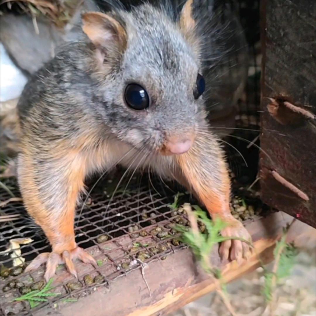 商洛飞鼠养殖小何不定期开播