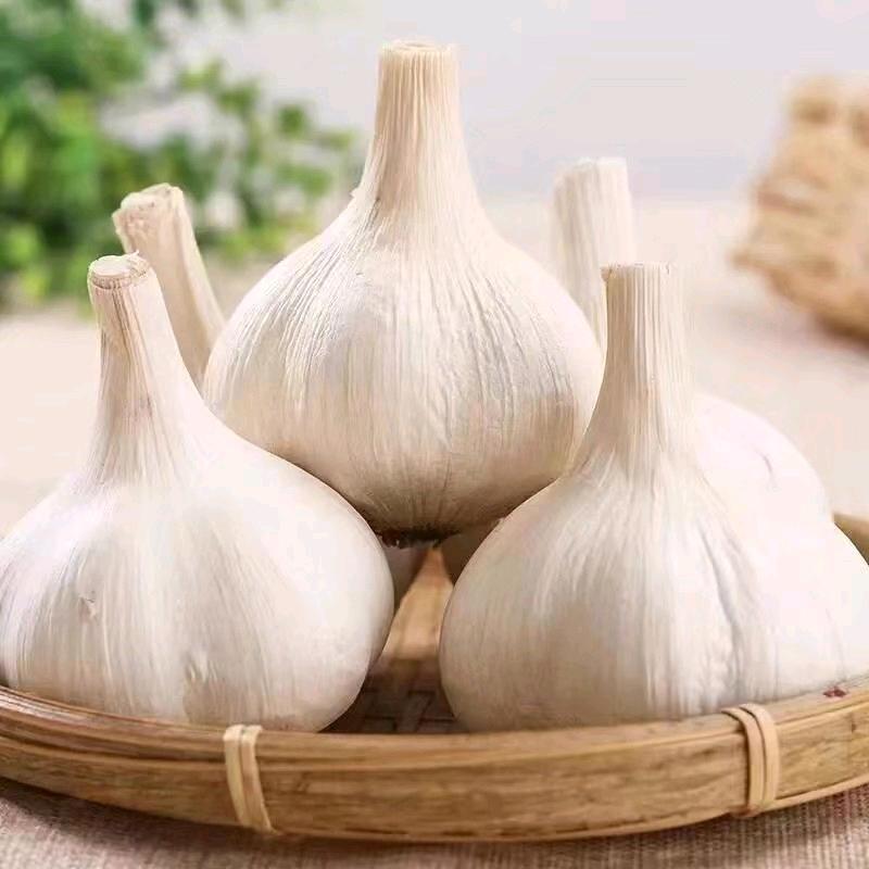 名恩大蒜
