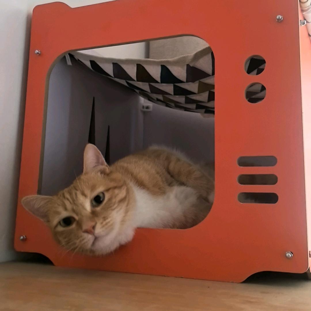 招财ꪵ喵໋꫁ᨳ໌້ᮨᤢᤣ: 😽✿ᥫྀ