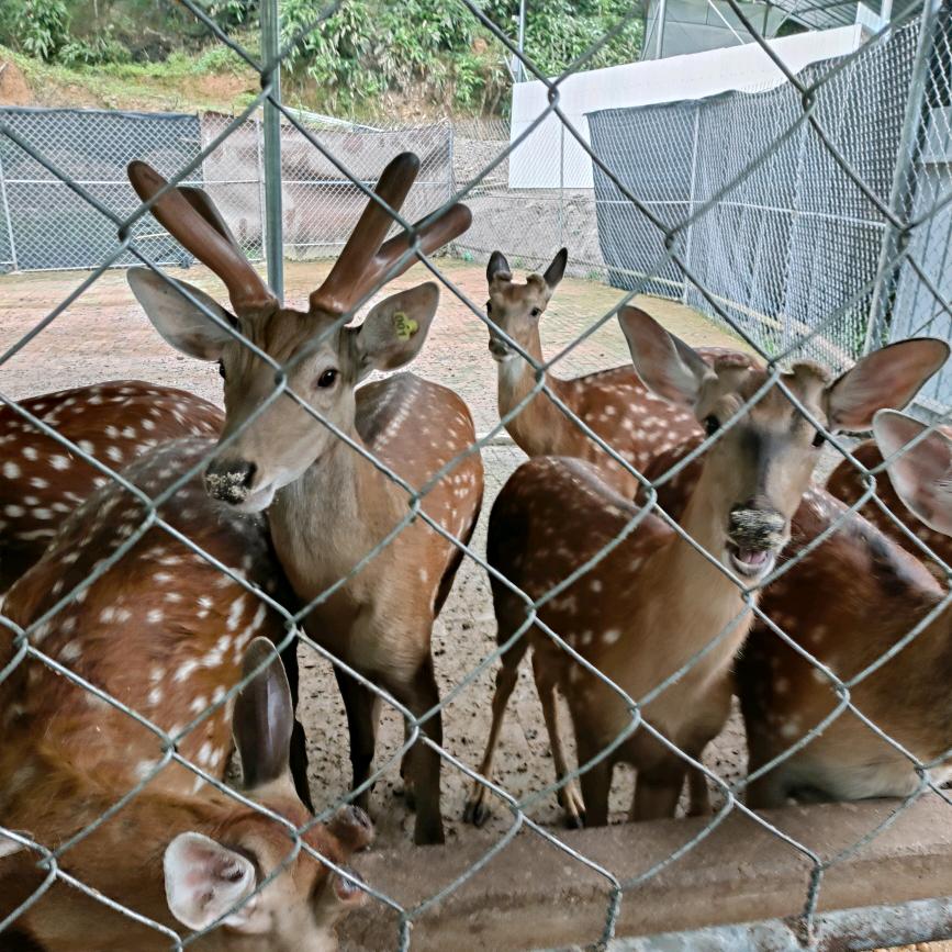 梅花鹿养殖老罗