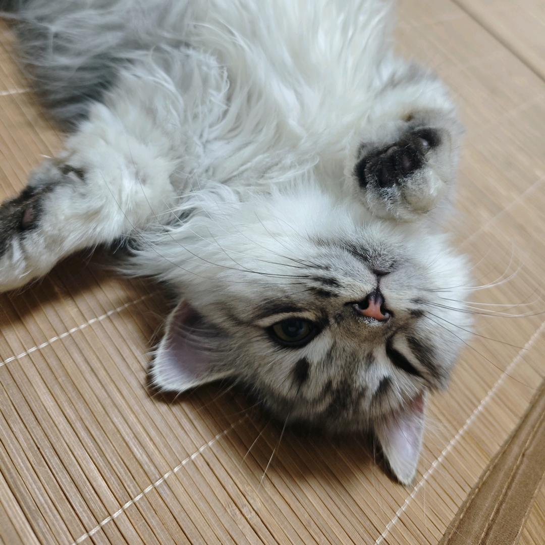 阿妮
