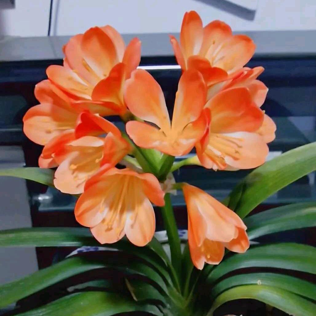 🍂🍃🌸好运花🌸🐾🐾