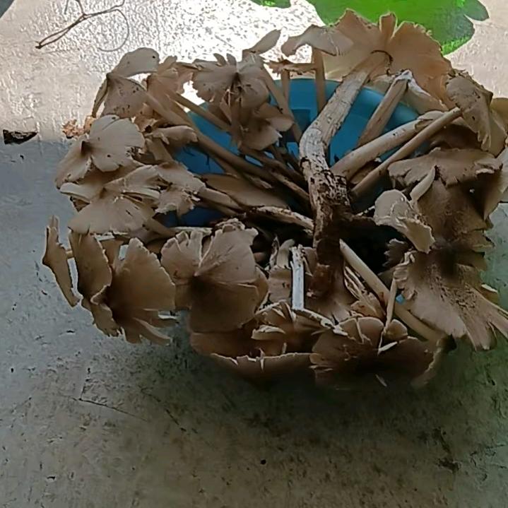 （柠檬）酸了半  颗  心，