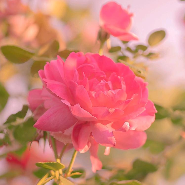 不离不弃～（拒绝私聊）