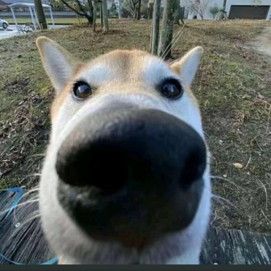 哆啦a孟