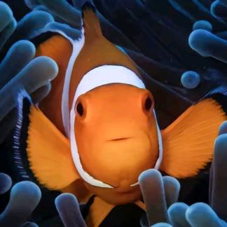 简兮水族工作室
