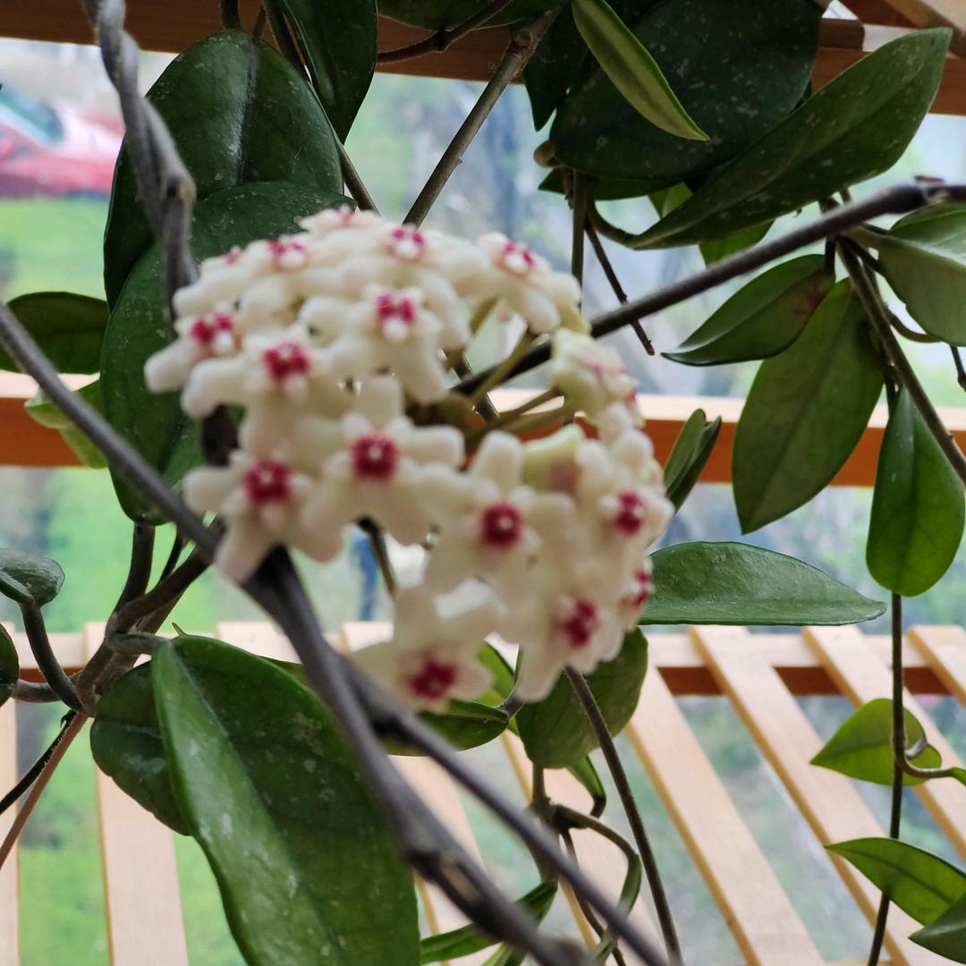河水清清