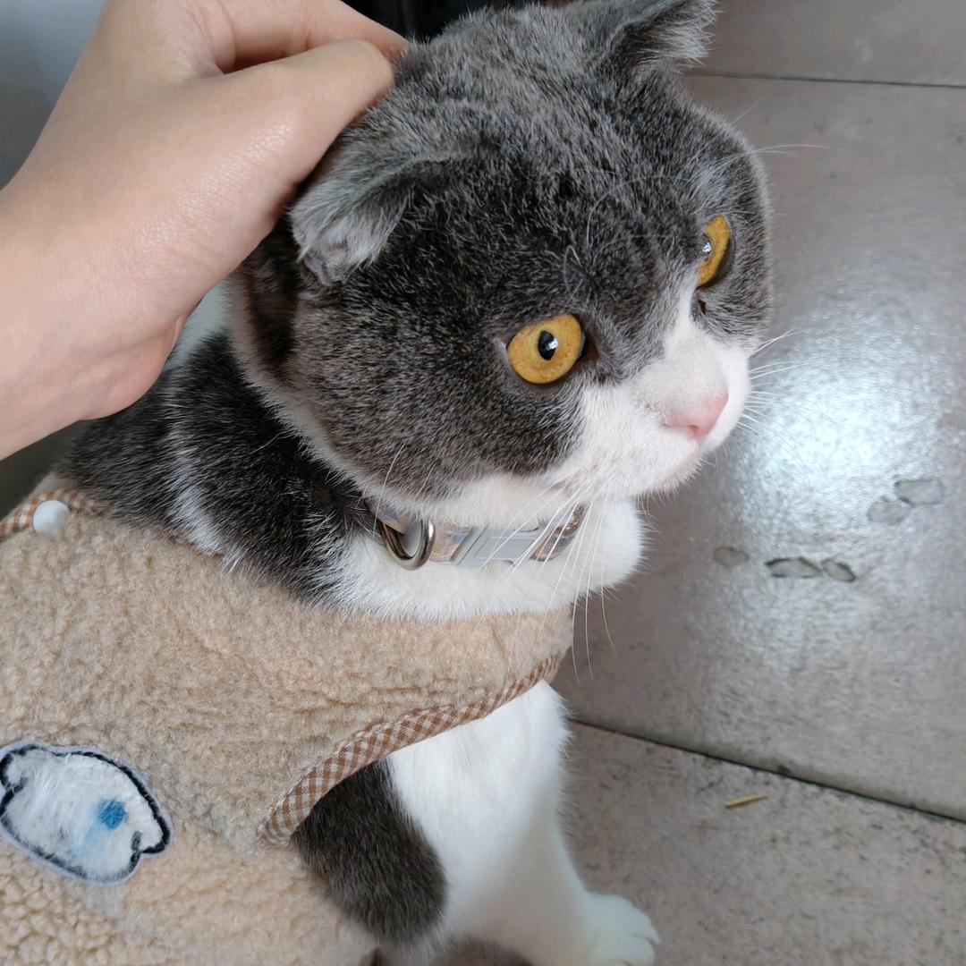 陈嘉鸳