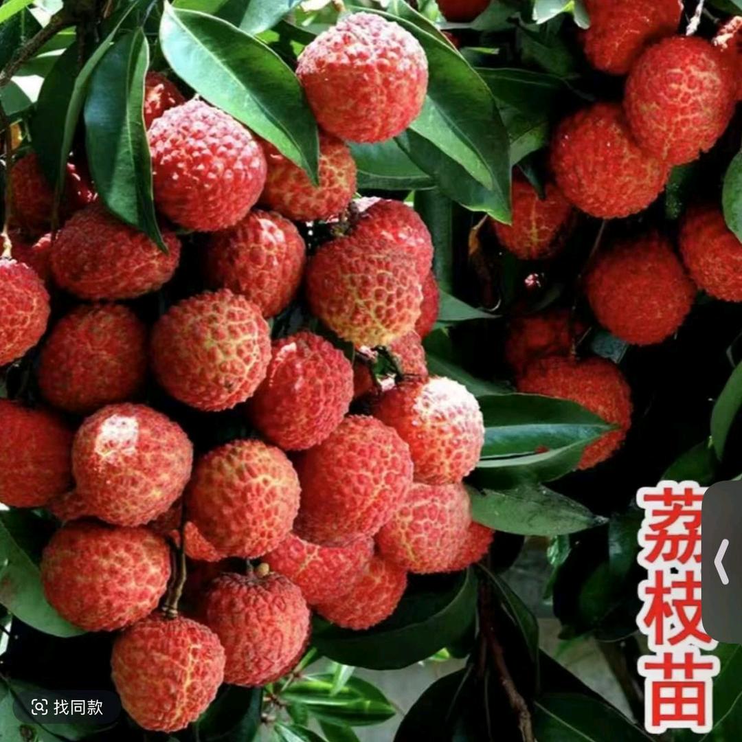 无核荔枝果苗基地