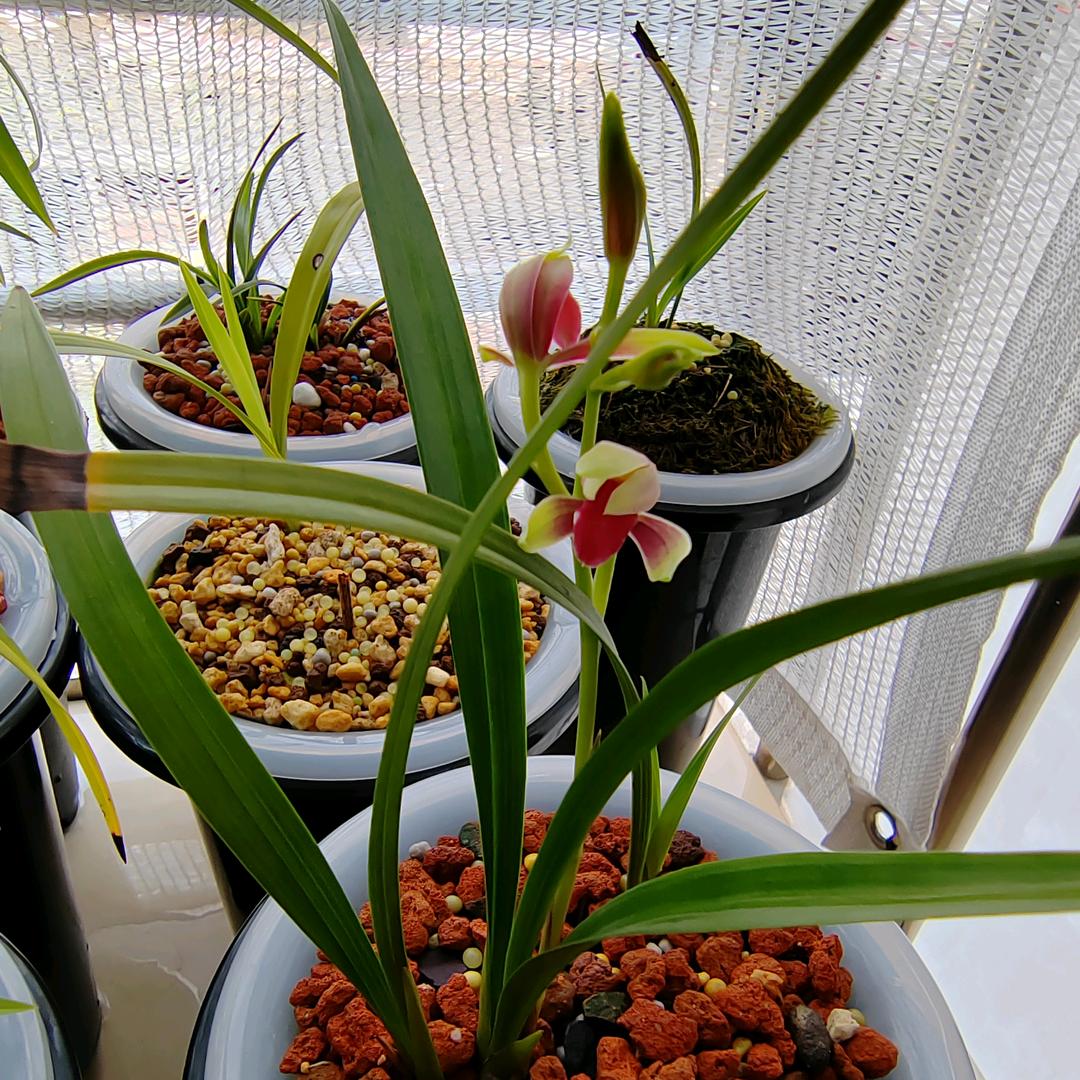 草原情歌