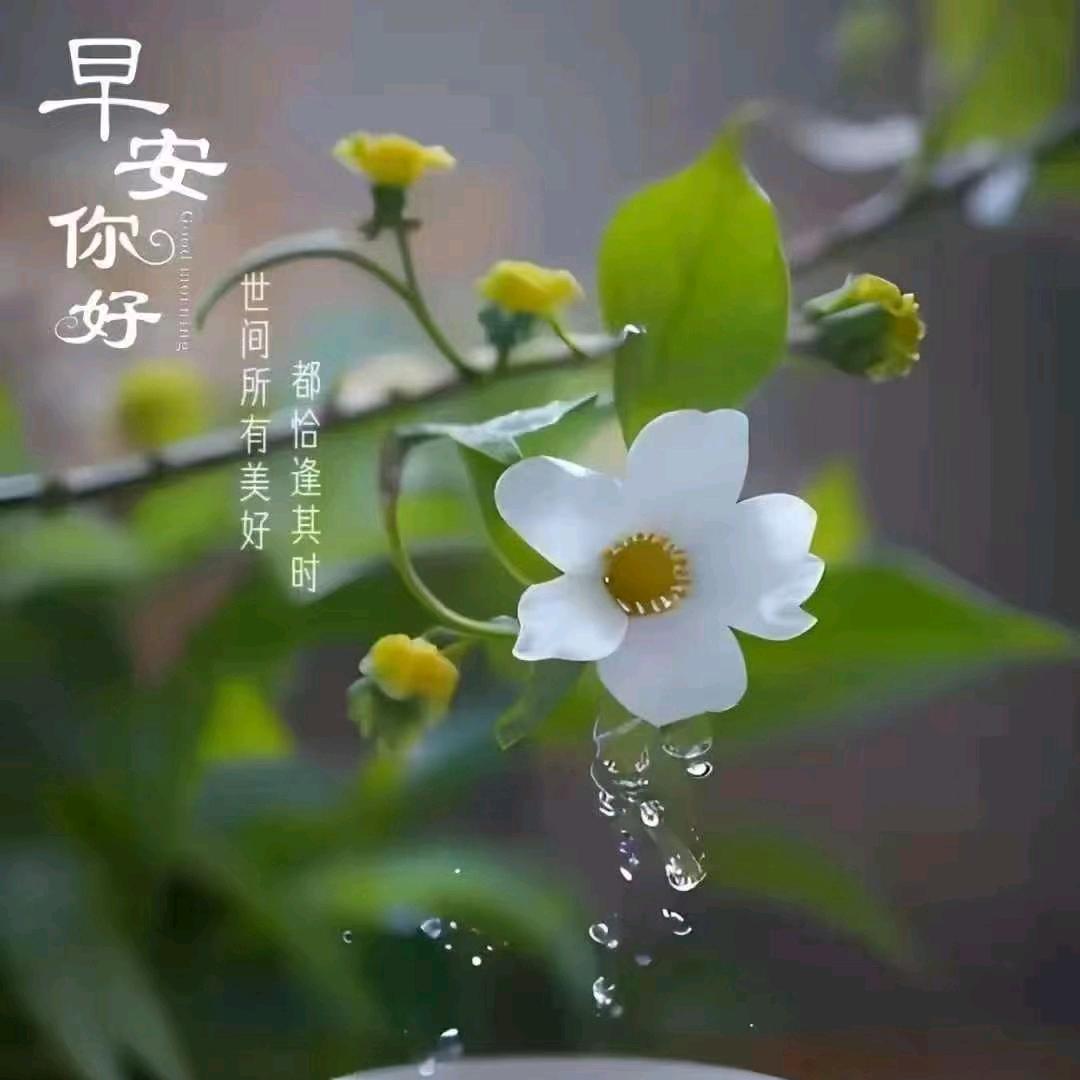 🌹🌹🌹年年有余🌷🌹