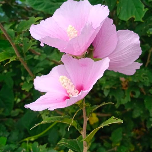 快乐❤️天使🌷🌷