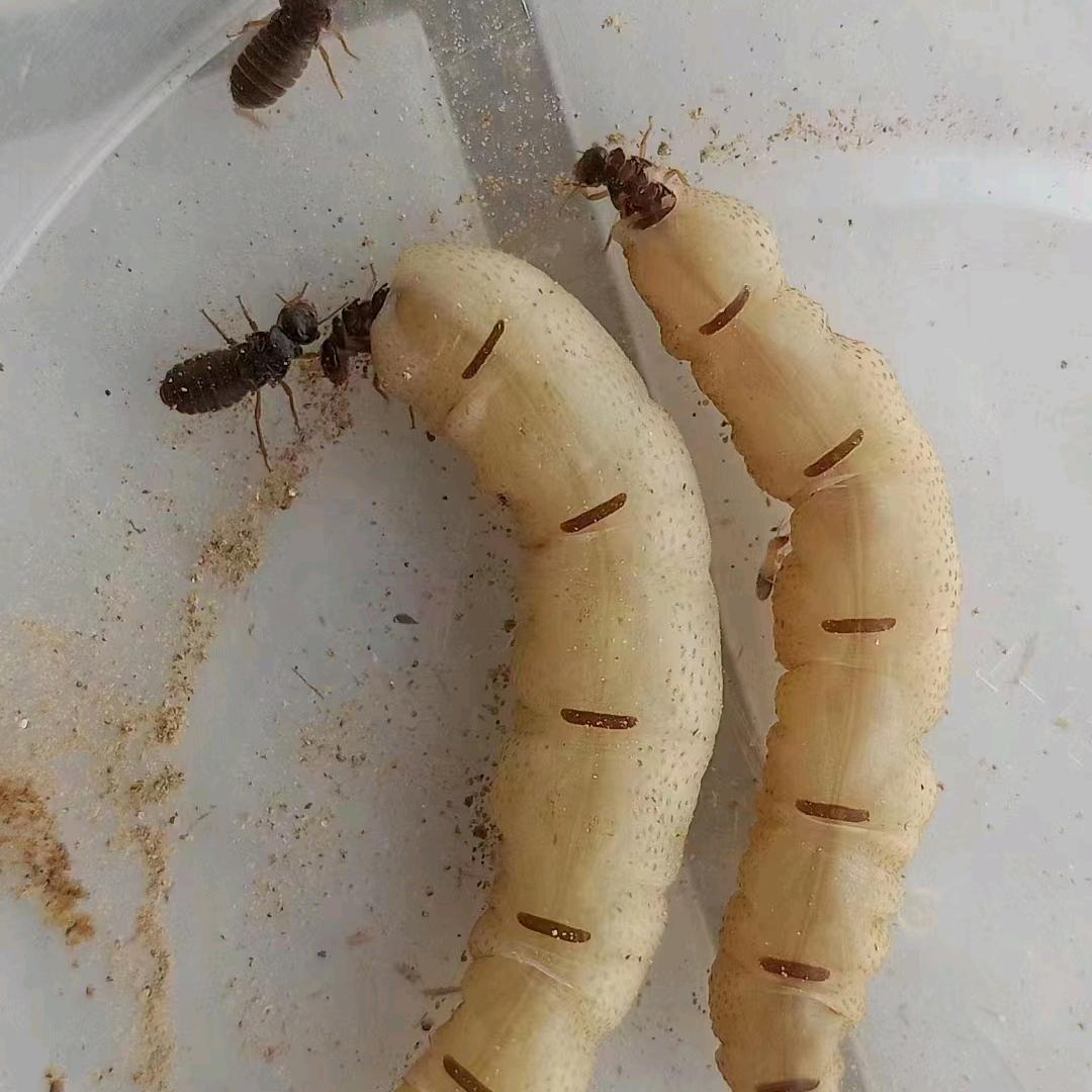 迎鑫虫控