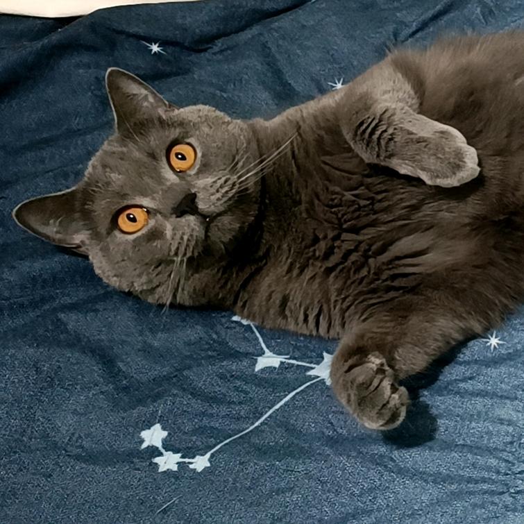 福宝是只喵😸