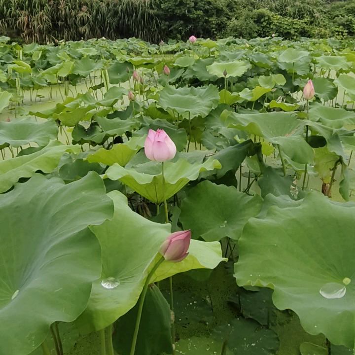 阿成农产品基地