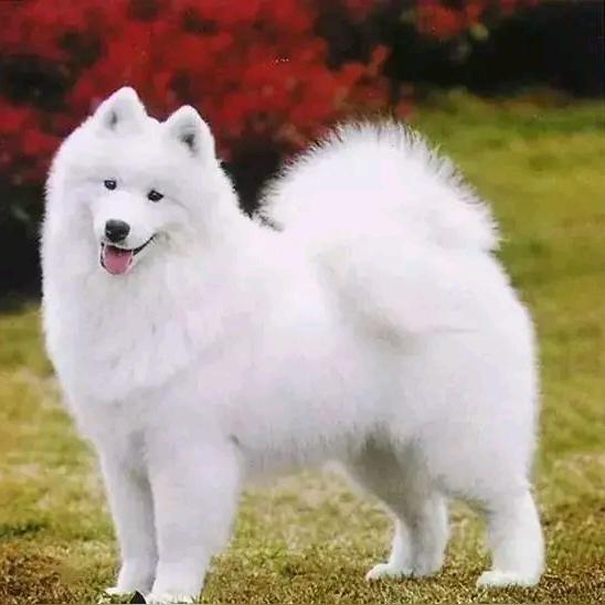 奎木狼
