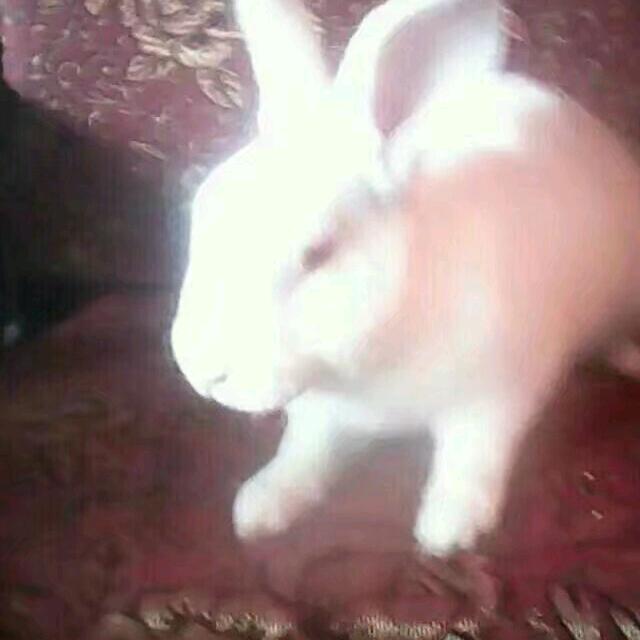 এ小᭄兔꧔এ兔᭄💕