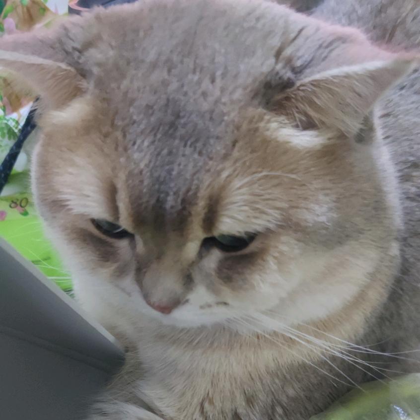 睡在书上的猫咪