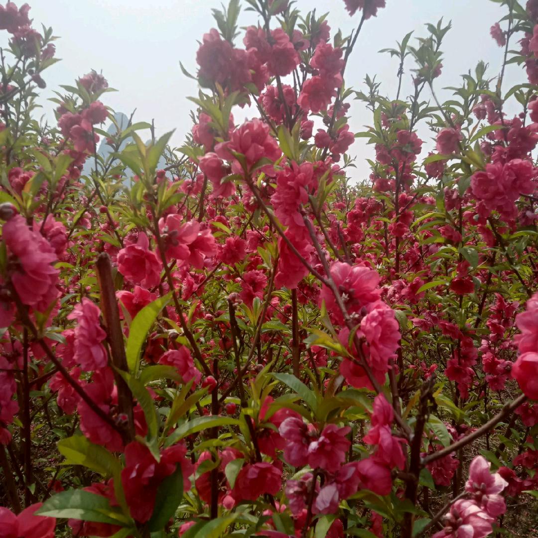 花开花落