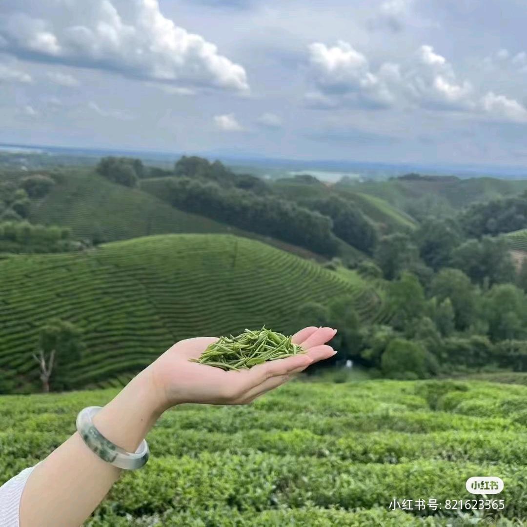 高山绿茶源头厂家的头像