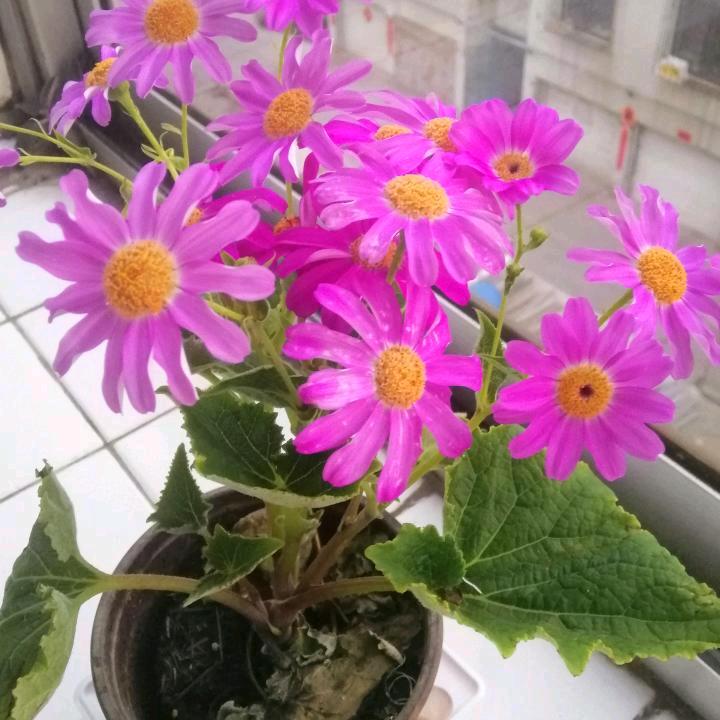 🌈扶窈直上🌈