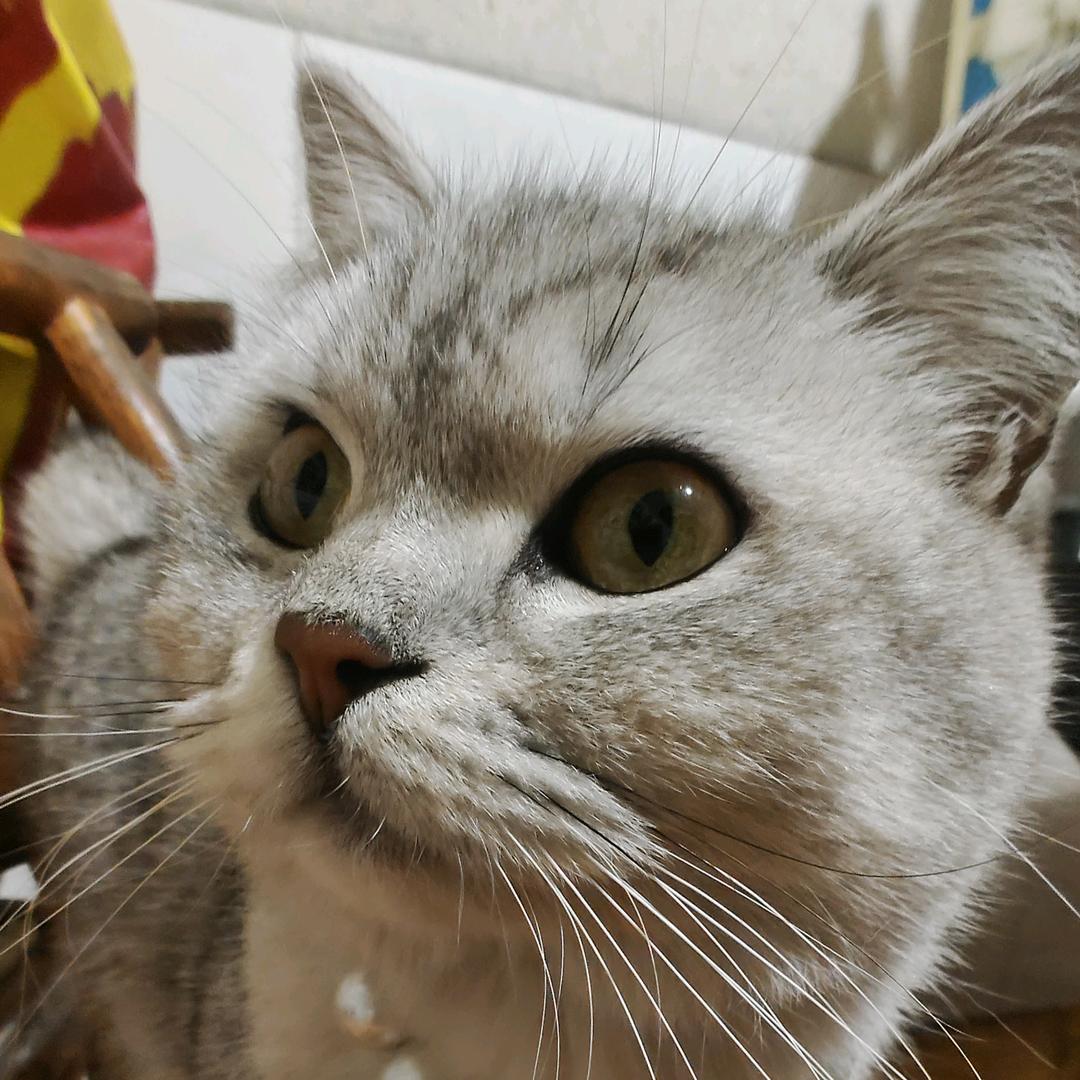 噬神者灬