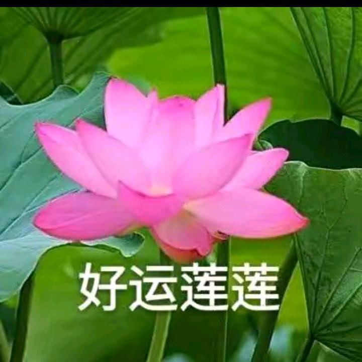 🌹🌹🌹三妹🌹🌹🌹