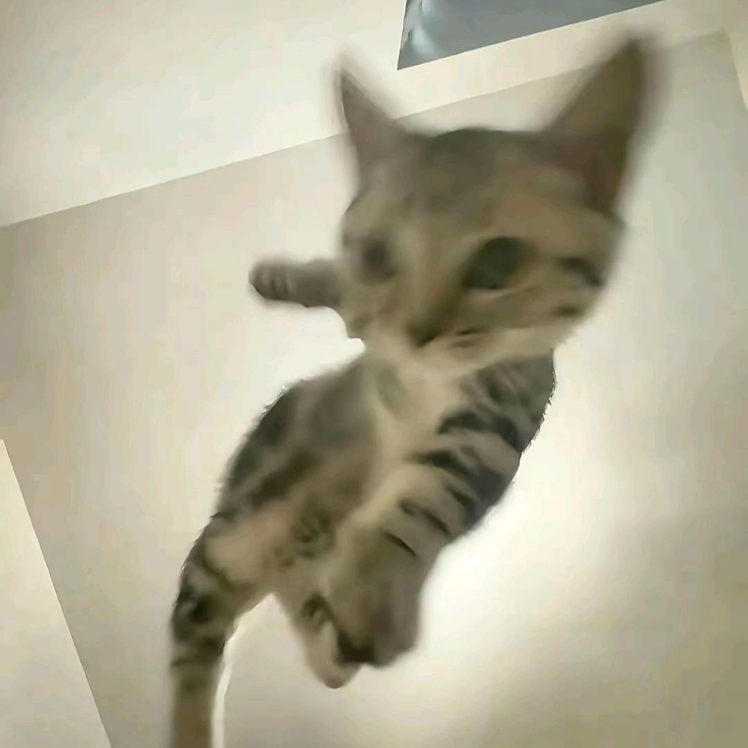 菜丸ovo